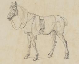 Study of a Horse