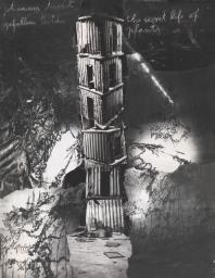 Johannisnacht gefallene Bilder. The secret life of plants, Anselm Kiefer, 2006, Photograph, black and white, on papers with paint