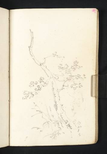 Joseph Mallord William Turner, ‘Study of a Small Tree and Weeds’ c.1794