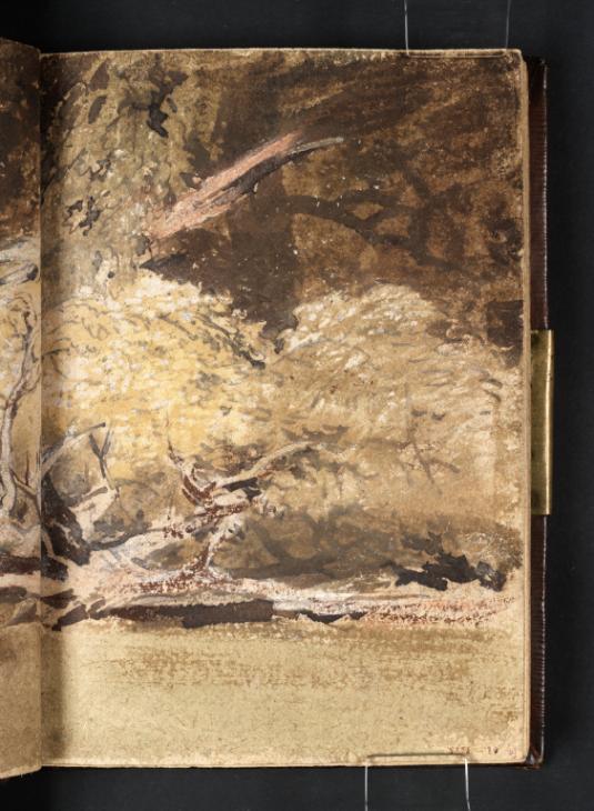Joseph Mallord William Turner, ‘Fallen Branches and Foliage’ ?1799