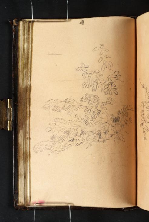 Joseph Mallord William Turner, ‘A Group of Plants, ?including Bracken’ 1799