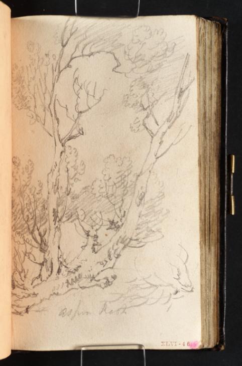 Joseph Mallord William Turner, ‘Study of an Aspen’ 1799