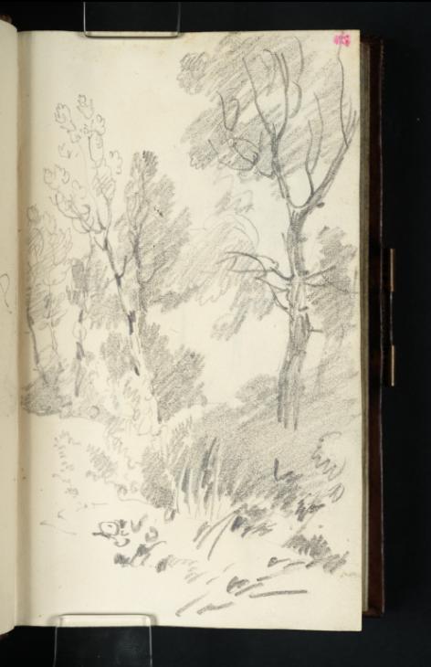 Joseph Mallord William Turner, ‘Study of Woodland’ 1801