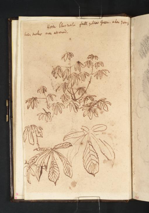 Joseph Mallord William Turner, ‘Studies of Horse Chestnut Leaves’ c.1800-1