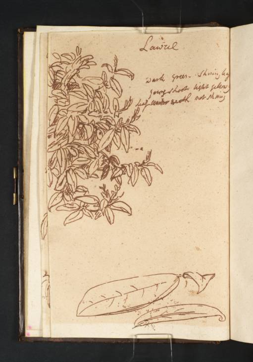 Joseph Mallord William Turner, ‘Studies of Laurel Leaves’ c.1800-1