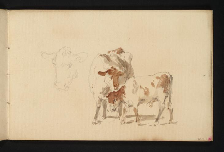 Joseph Mallord William Turner, ‘A Cow and Calf; a Study of a Calf's Head’ c.1801