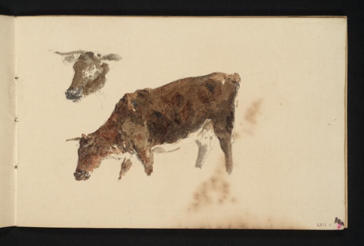 Joseph Mallord William Turner, ‘A Cow; a Cow's Head’ c.1801