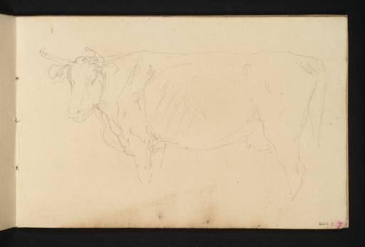 Joseph Mallord William Turner, ‘A Cow Seen from the Side’ c.1801
