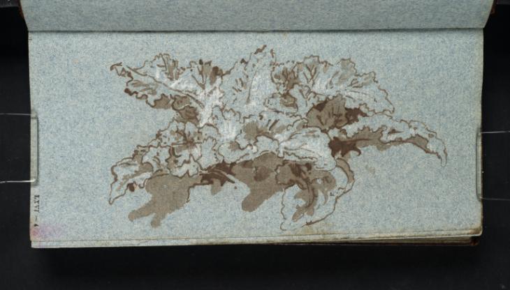 Joseph Mallord William Turner, ‘Leaves of Burdock’ c.1799-1800