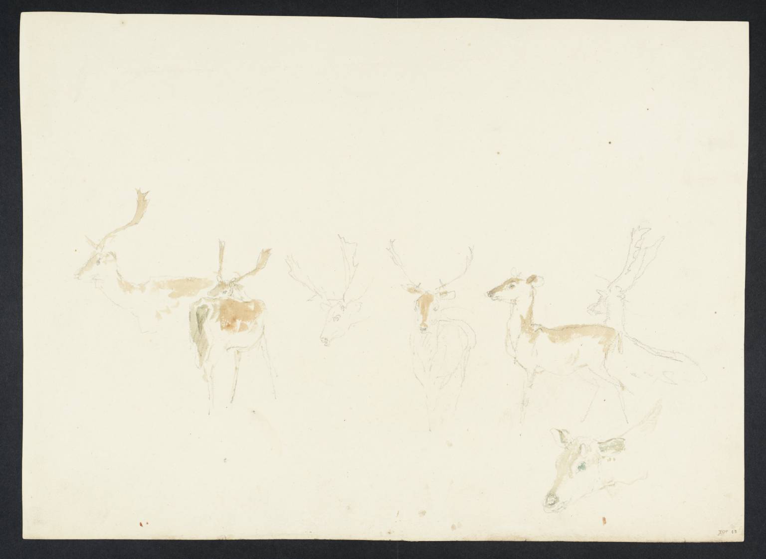 Sketches of Stags
