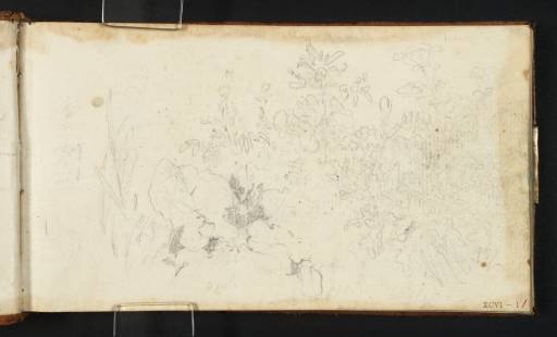 Joseph Mallord William Turner, ‘Wild Plants’ c.1807
