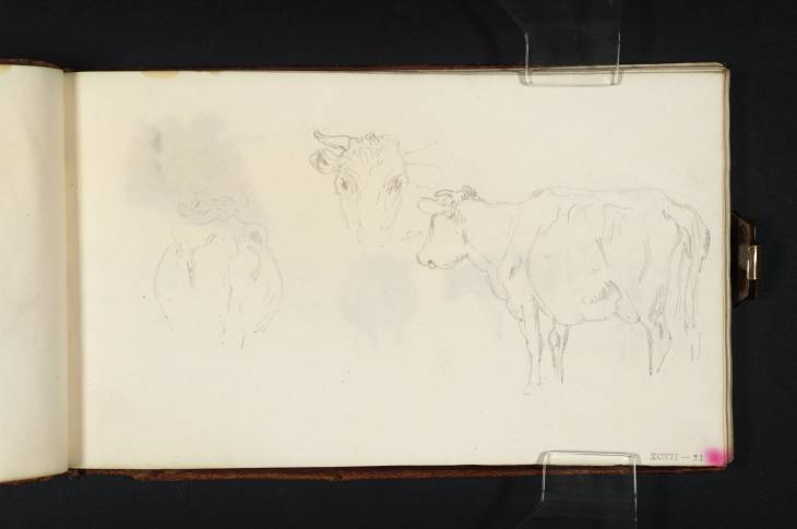 Joseph Mallord William Turner, ‘Three Studies of a Cow’ c.1806-8