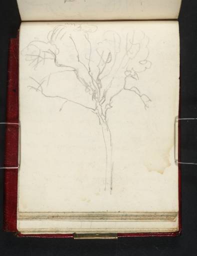 Joseph Mallord William Turner, ‘A Tree’ circa 1809-11