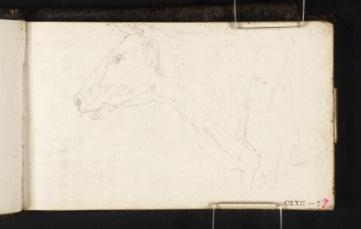 Joseph Mallord William Turner, ‘The Head and Front Quarters of a Cow’ c.1807-14