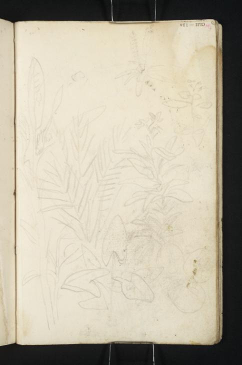 Joseph Mallord William Turner, ‘Plants’ c.1816-18