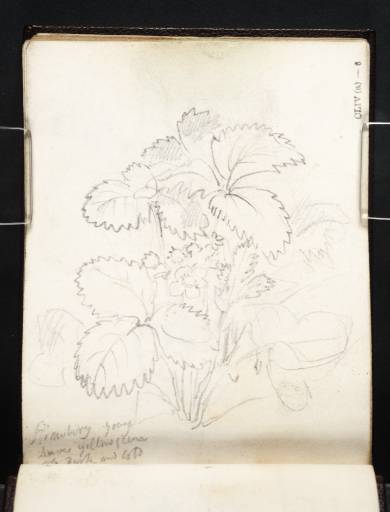 Joseph Mallord William Turner, ‘A Strawberry Plant’ c.1808-18