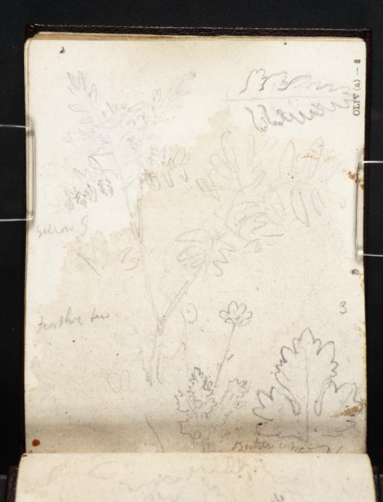 Joseph Mallord William Turner, ‘Feather Few and Buttercup Plants’ c.1808-18