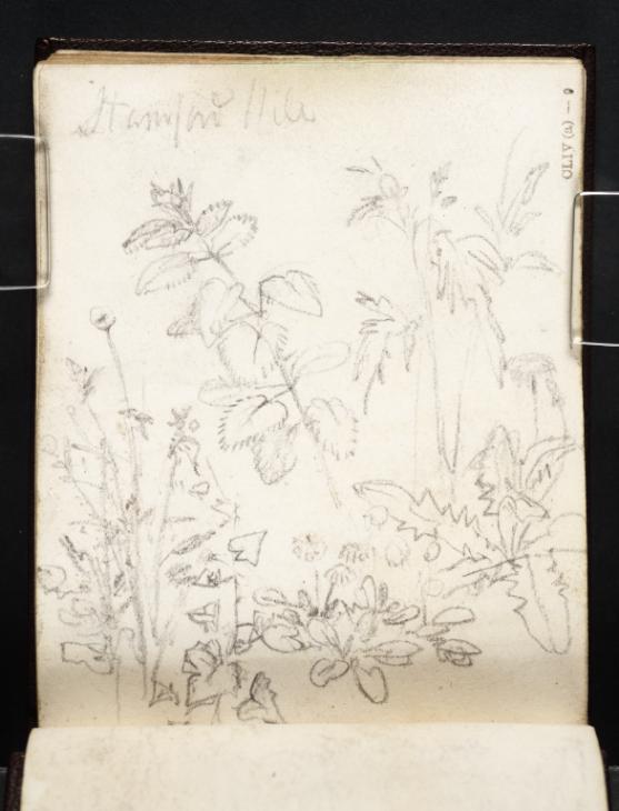 Joseph Mallord William Turner, ‘Studies of Plants including Nettles and Dandelions’ c.1808-18