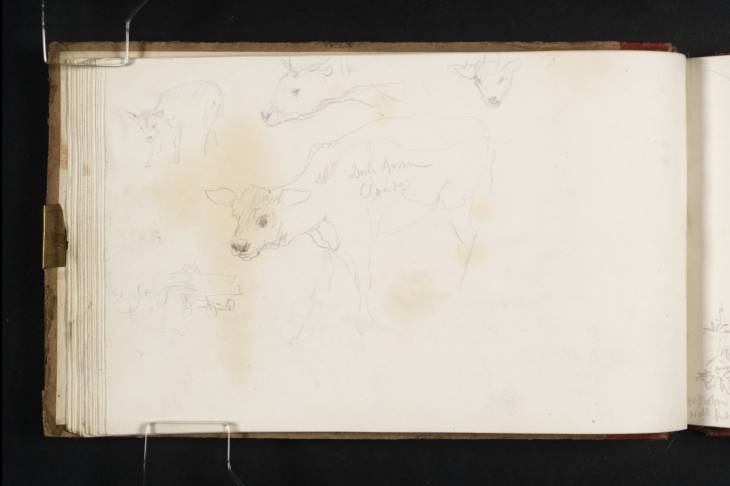 Joseph Mallord William Turner, ‘Studies of Calves and a Cow; a Wagon’ 1819