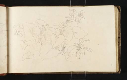 Joseph Mallord William Turner, ‘Study of Plants’ c.1819