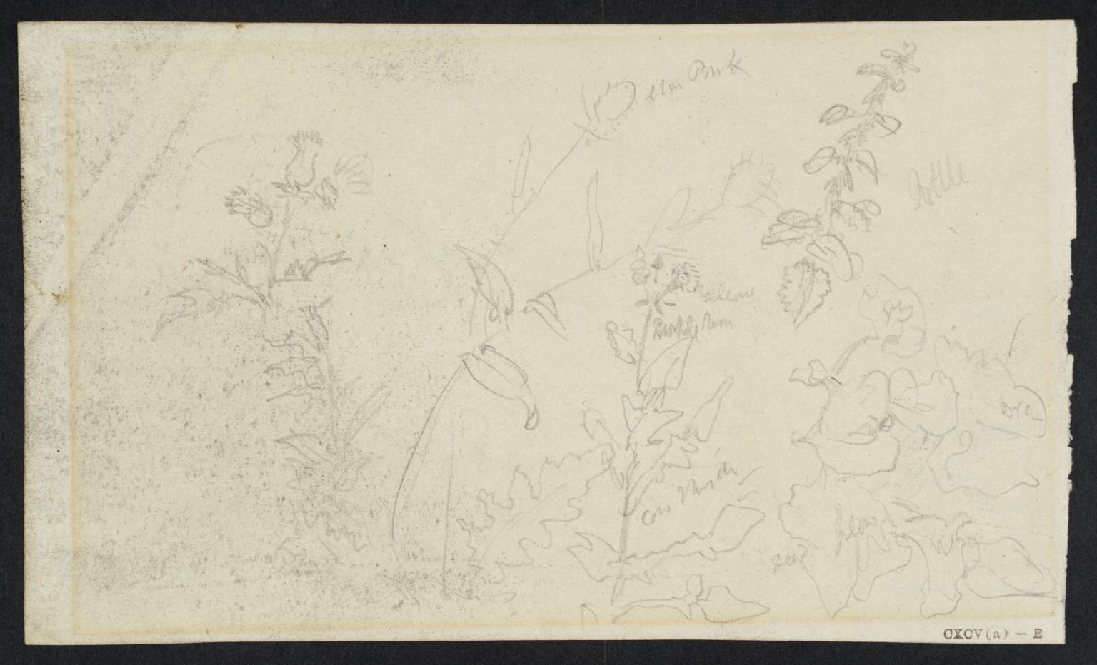 Study of Nettle, Thistles, Etc.