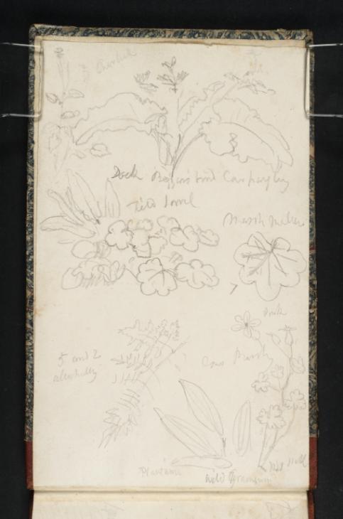 Joseph Mallord William Turner, ‘Studies of Plants including Charlock and Dock’ c.1823-4