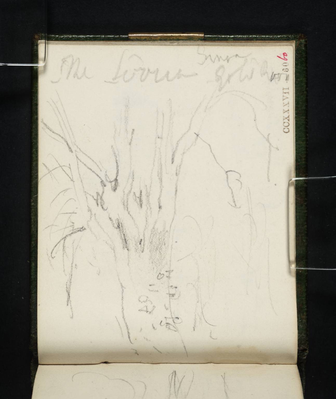 Trees