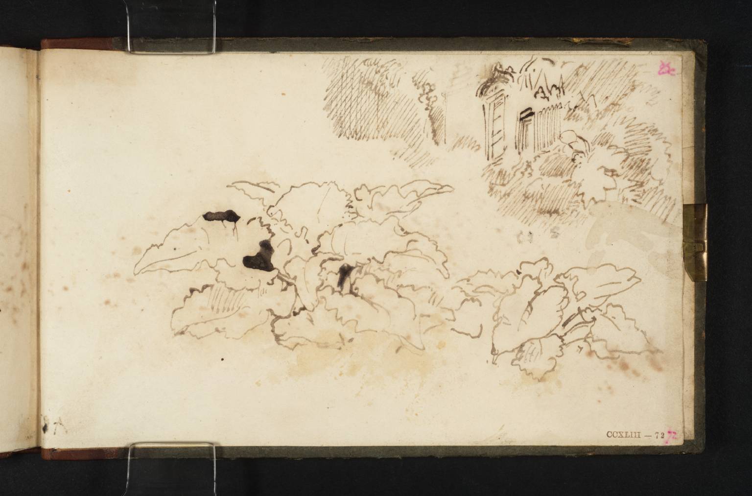 Study: Dock Leaves, Etc.