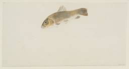Study of a Dead Tench