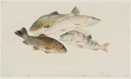 Study of Fish: Two Tench, a Trout and a Perch