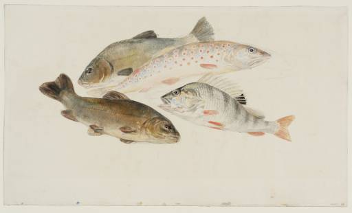 Joseph Mallord William Turner, ‘Study of Fish: Two Tench, a Trout and a Perch’ c.1822-4