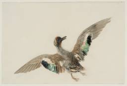Study of a Teal with Outspread Wings