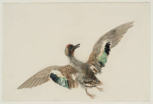 Joseph Mallord William Turner, ‘Study of a Teal with Outspread Wings’ c.1820