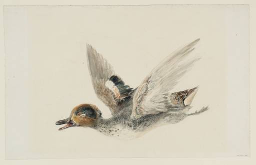 Joseph Mallord William Turner, ‘Study of a Teal Flying’ c.1820