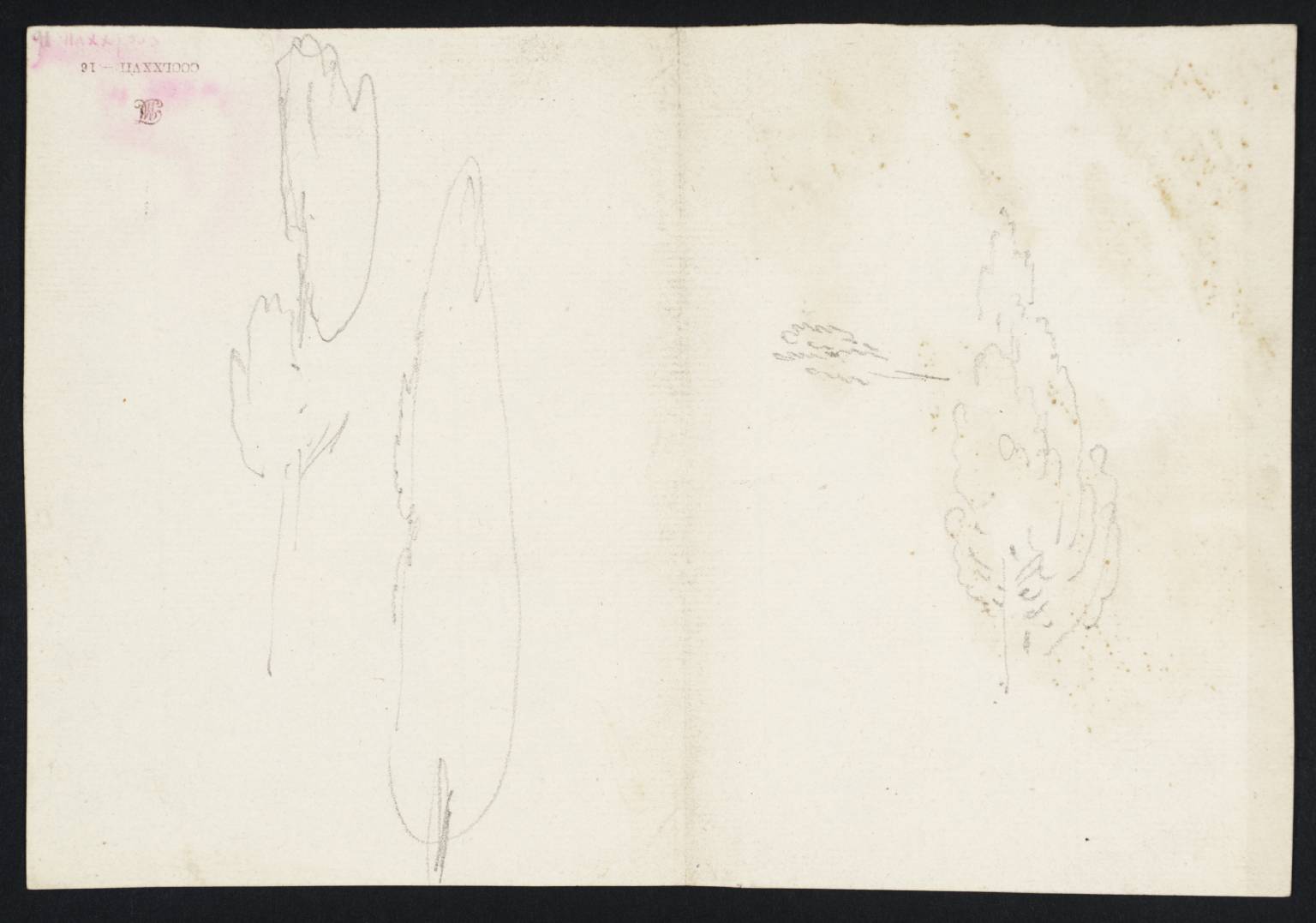 Studies of Cypress Trees