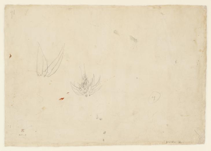 Joseph Mallord William Turner, ‘The Stem and Leaves of a Palm Tree’ c.1798