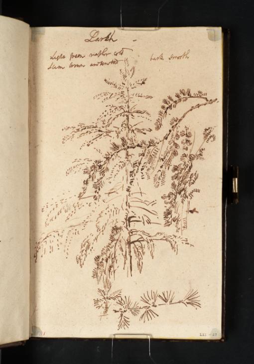 Joseph Mallord William Turner, ‘Studies of a Larch Tree, Branch and Needles’ c.1800-1
