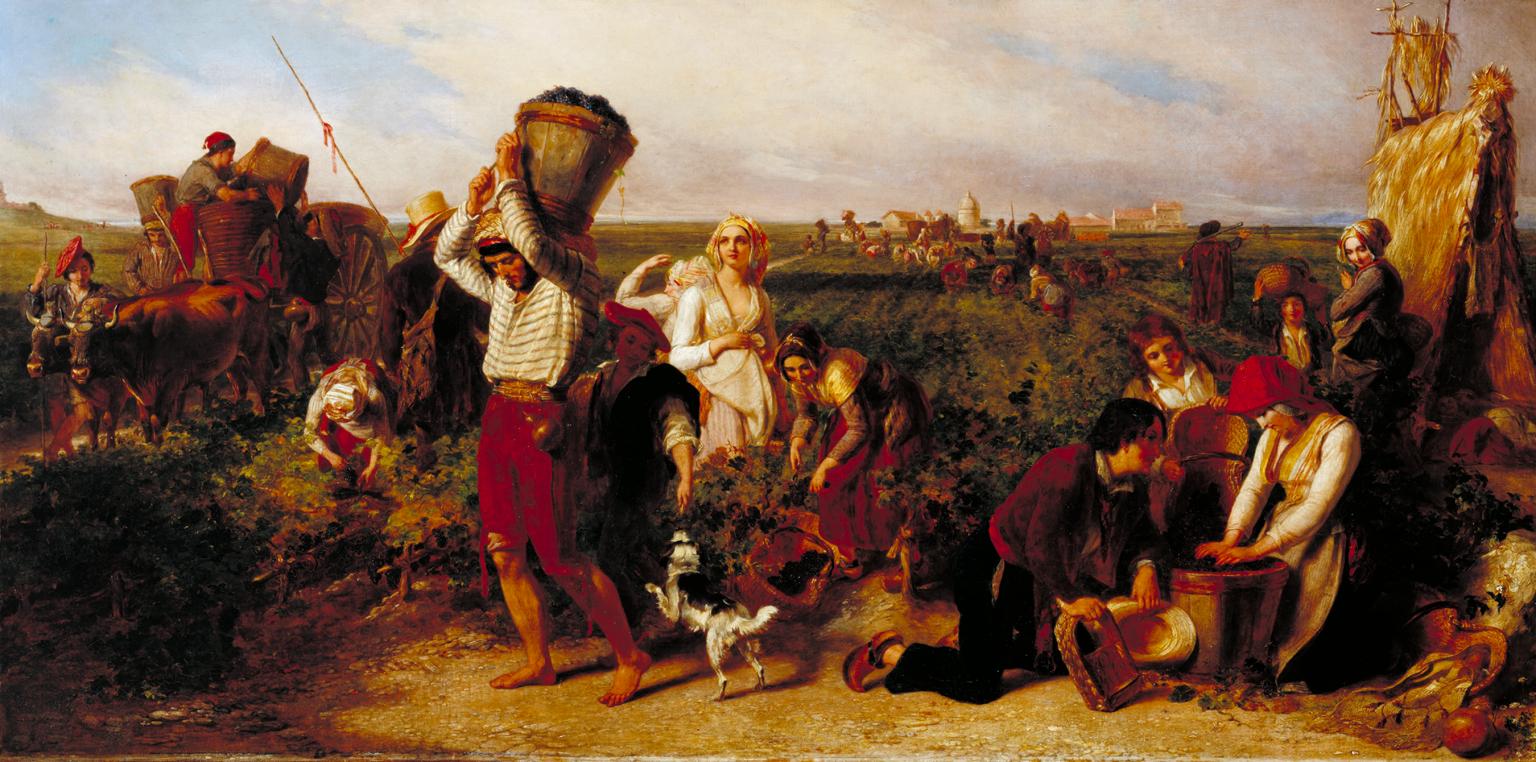 The Vintage in the Claret Vineyards of the South of France