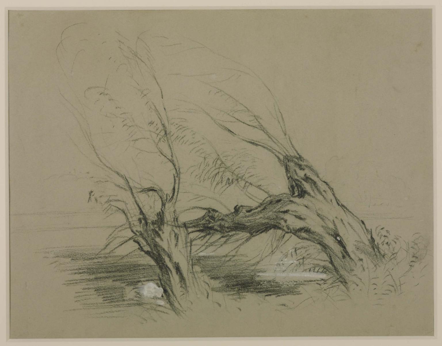 Study of Willows