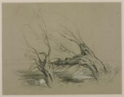 Study of Willows