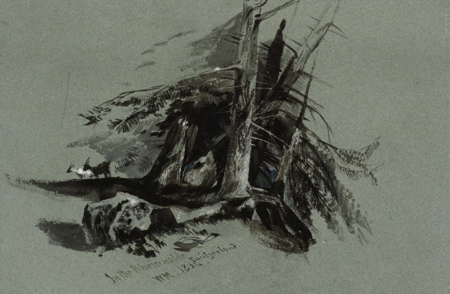 Study of Pines, Rheinwald