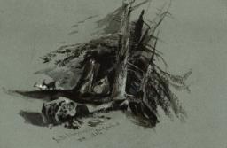 Study of Pines, Rheinwald