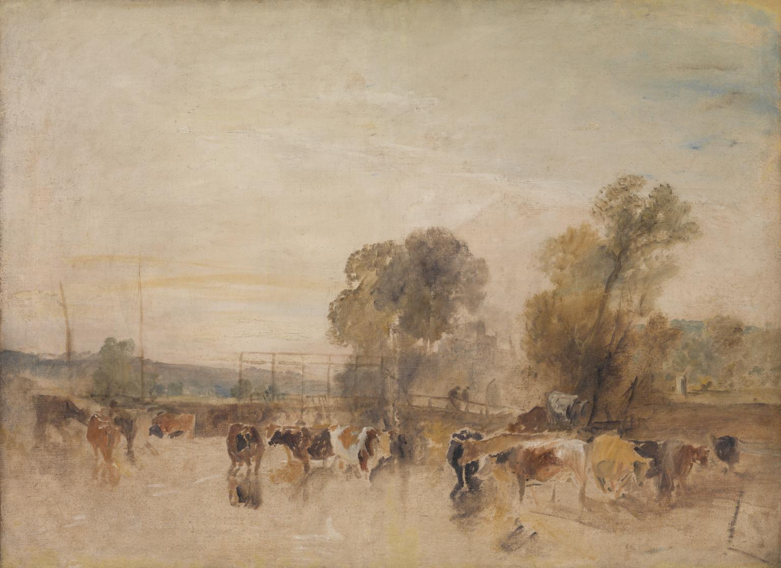 Weir and Cattle