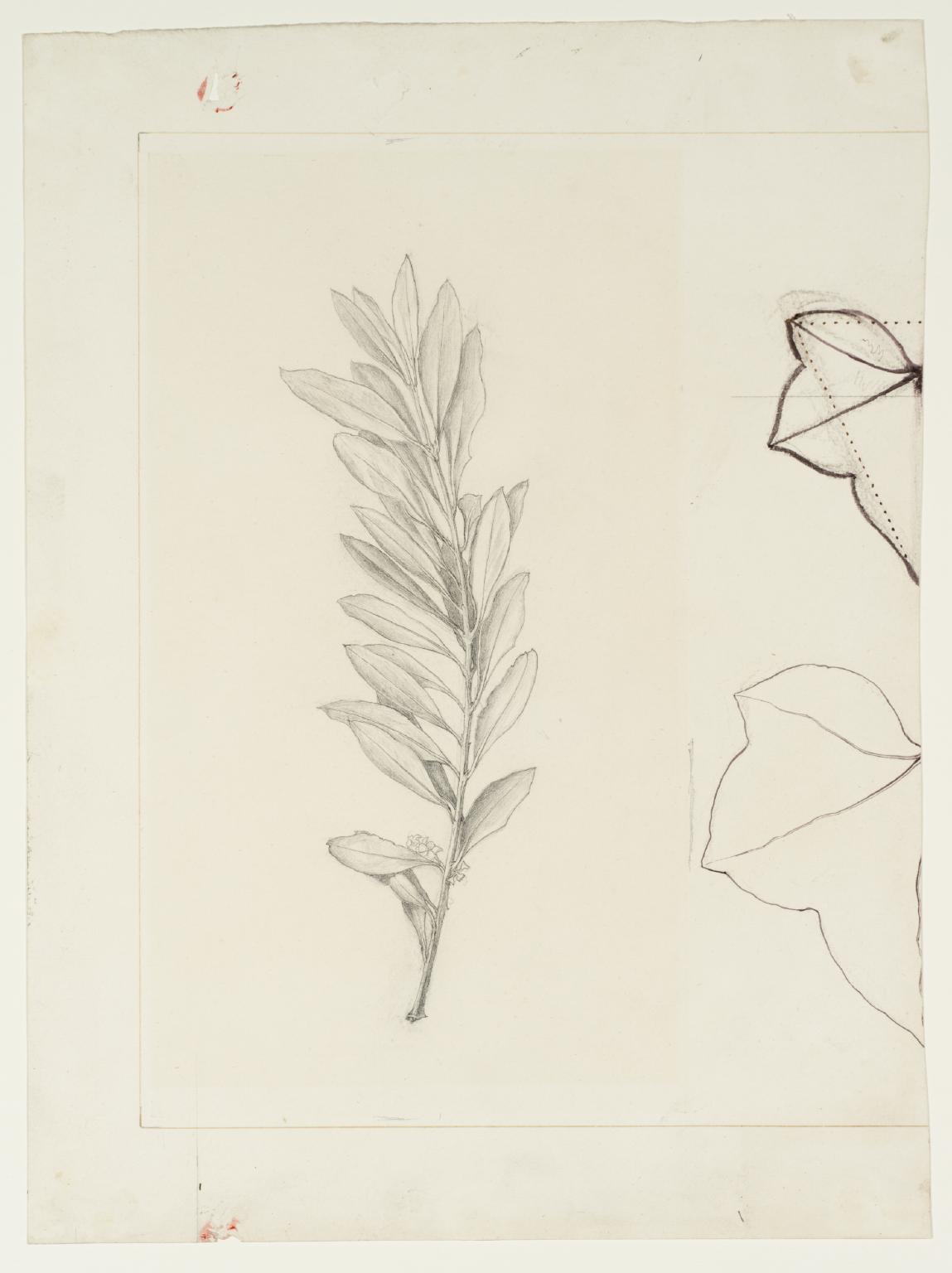 An Olive Spray and Two Leaf Outlines