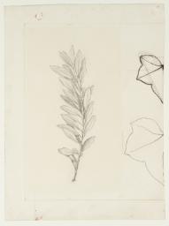 Botanical