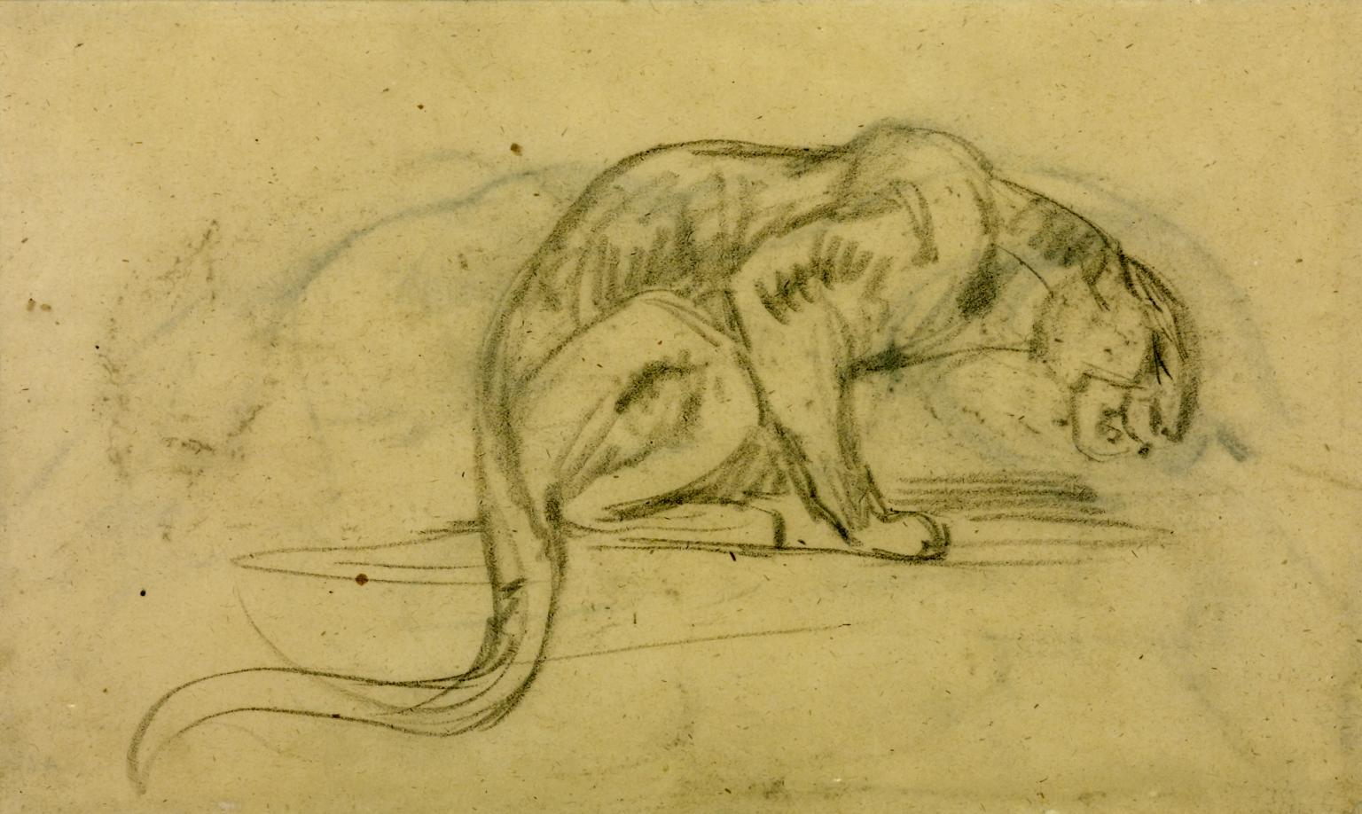 Leopard Bending Down to Drink