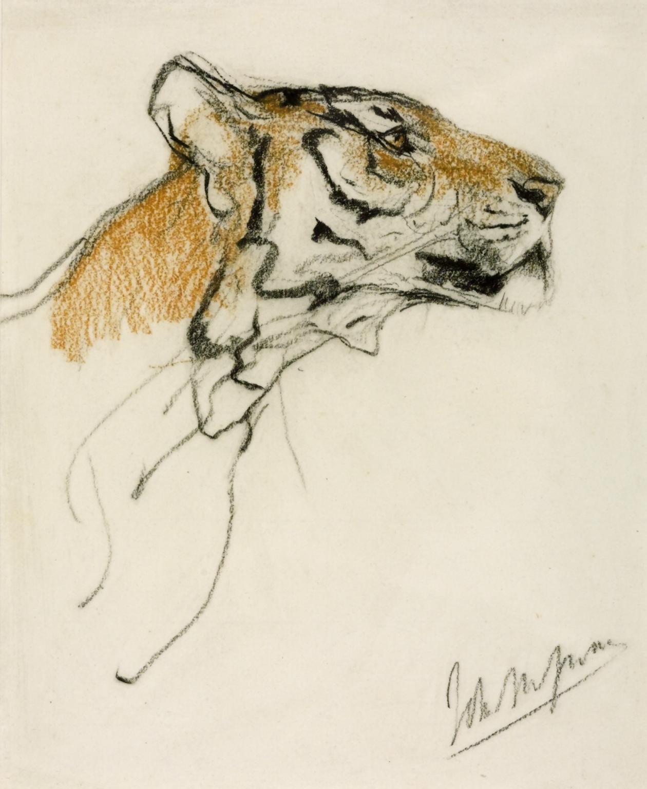 Head of a Tiger