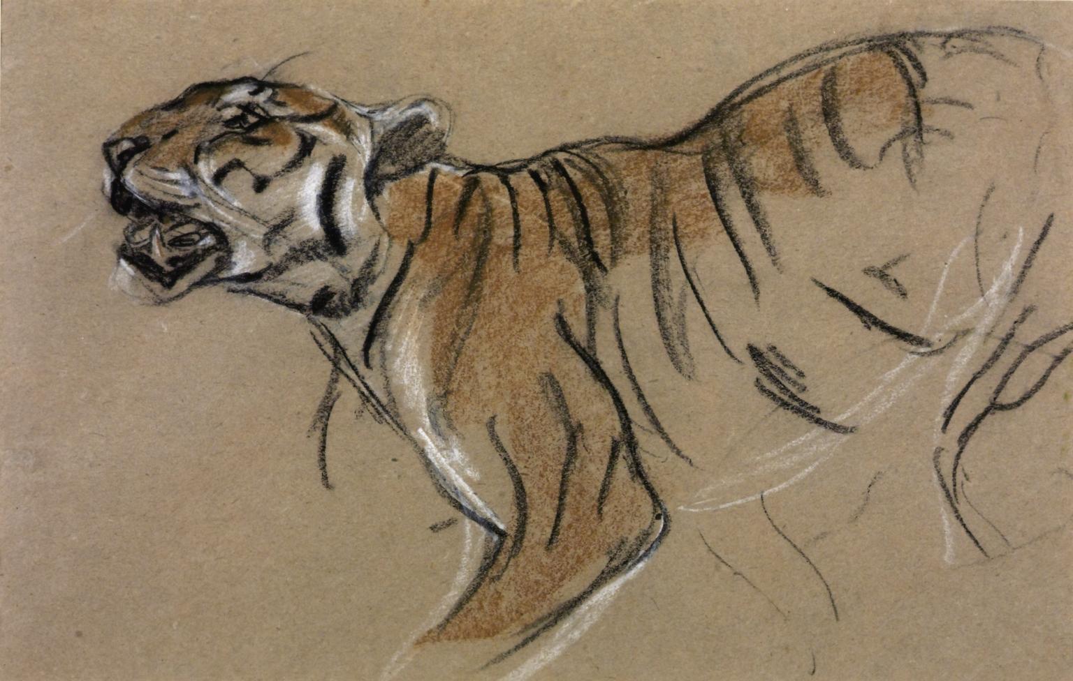 Head and Forepart of a Tiger