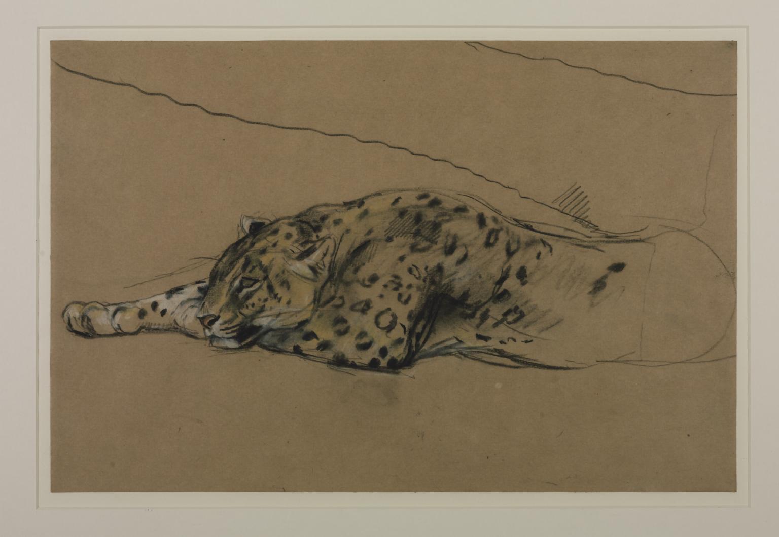 Leopard Lying Down