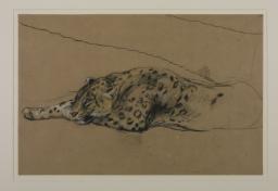 Leopard Lying Down